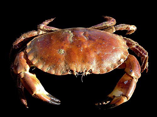 Crab Bait