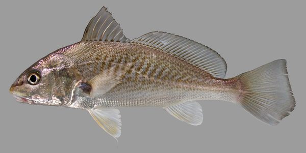 Croakers