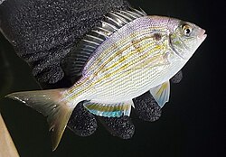 Pinfish