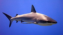 Shark
