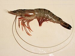 Shrimp